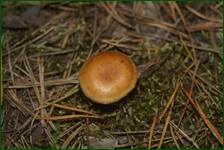 0_ea2be_533088b0_orig.jpg