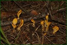 0_ea2d8_4f0085a4_orig.jpg