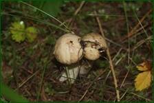 0_ea338_ee6d0b52_orig.jpg