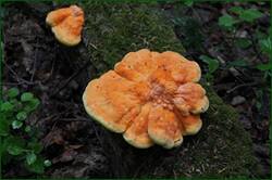 0_121613_73f82f06_orig.jpg