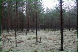 0_12928c_abbdd95a_orig.jpg