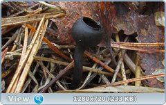 0_10384f_b561450f_orig.png