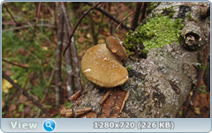 0_115098_216c1299_orig.png
