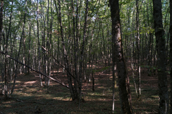 0_d8985_c267858d_orig.png