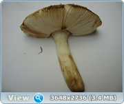 0_131251_f1d960ff_orig.png