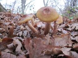 0_41330_25606cb8_M.jpg