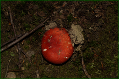 0_e46fa_bbe21b4f_orig.png