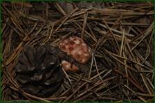 0_ea2f2_93779419_orig.jpg