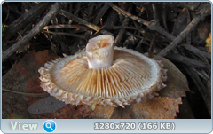 0_112ae4_d8cfdbe4_orig.png