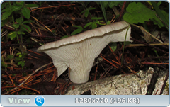 0_e90c0_18c49966_orig.png