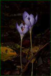 0_d9f21_2fb65d78_orig.png