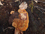 0_b87b7_f2235f0f_S.jpg