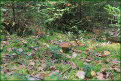 0_10d189_f7ac1f9a_orig.png