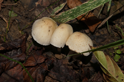 0_d8995_9e958473_orig.png