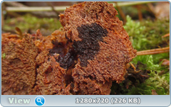 0_115074_7e321068_orig.png