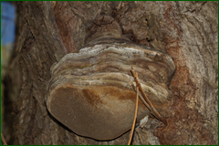 0_e24d7_aa00c0f1_orig.png