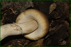 0_e44c1_e426b307_orig.png