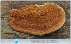 0_102098_66583774_orig.png