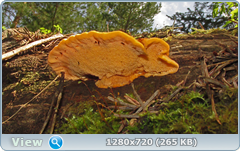 0_1096dc_d5e47e35_orig.png