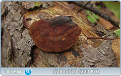 0_114cb9_a5967826_orig.png
