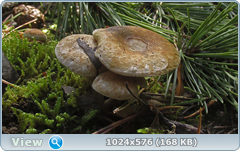 0_129333_2faa6be6_orig.png