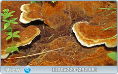 0_e9928_9fe163c3_orig.png