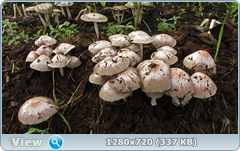 0_e6d4d_77292e1_orig.png