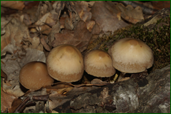 0_e446d_371eadcb_orig.png