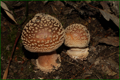 0_e44b3_f9ff5666_orig.png