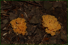 0_e4477_bd617488_orig.png