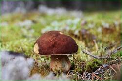 0_12f963_30463694_orig.jpg