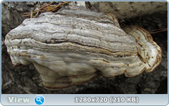 0_102799_a4cfa5d2_orig.png