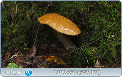 0_110560_41dda88b_orig.png