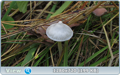 0_113356_45fb784c_orig.png