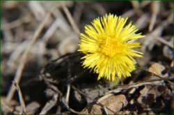 0_11c167_94b60688_orig.png