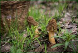 0_11e9ad_801e0478_orig.jpg