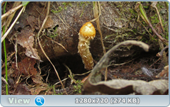 0_106b12_6cc7d912_orig.png