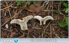 0_10a303_d8ce0860_orig.png