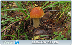 0_11054e_313ea31f_orig.png