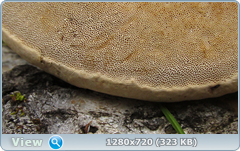 0_114723_f899ccdc_orig.png