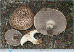 0_11b57b_ee5792f4_orig.png