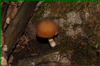 0_e5dba_ef6c2ab5_orig.png