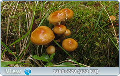 0_1073f1_fcd89fed_orig.png