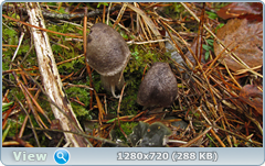 0_f2782_d1929f71_orig.png
