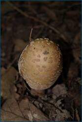 0_d0c4b_9962d1f9_orig.jpg