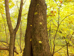 0_c3692_2ea5d78f_L.jpg