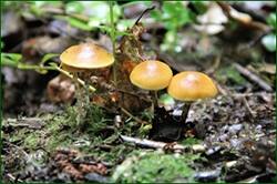 0_142f06_3cf42104_orig.jpg