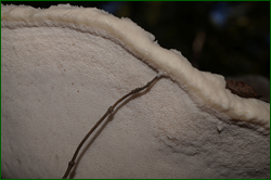 0_d9579_74474019_orig.png