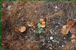 0_db2f7_609d7188_orig.png