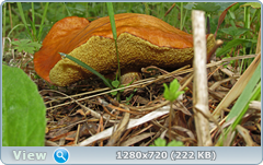0_e6b77_73d330b2_orig.png